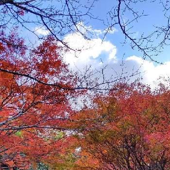 奈良市の画像 by レモングラスさん | 不退寺と 紅葉と奈良市と雲仲間と紅葉（こうよう）