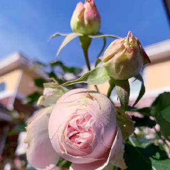 パシュミナの画像 by おーちゃんさん | 小さな庭とパシュミナとピンク❤︎ピンクと優しい色合い♡と薔薇が好き❤と鉢植えと元気に育ててますよと癒し…♡