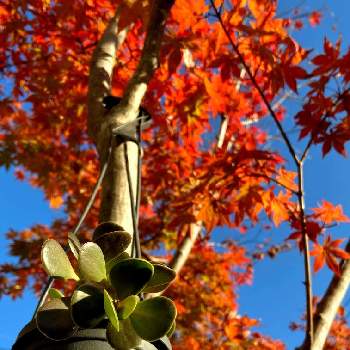 ヤコブセニーの画像 by kopeloさん | ヤコブセニーと紅葉と季節を楽しむとハンキングと色付く多肉と多肉のある暮らしと紅葉（こうよう）と綺麗な葉と青空に映える