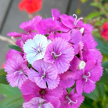 アメリカナデシコの投稿画像一覧 Greensnap グリーンスナップ