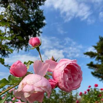 そら✨空の画像 by margaritaさん | お出かけ先と癒しの時間とそら✨空と今日の一枚とおきにいりといやし♡と今日の花と小さな幸せ♡と花のある暮らしと大好き♡︎ʾʾと薔薇♪とかわいい♡♡と今日の草木