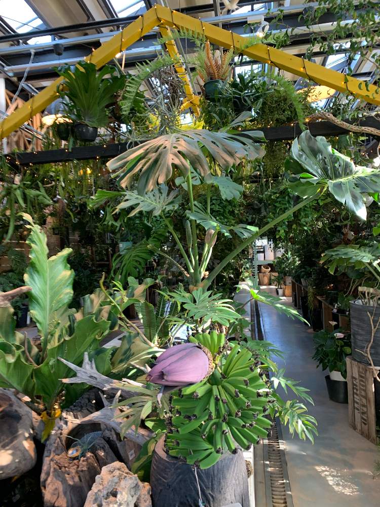 お出かけ先の投稿画像 By Setsukoiwaさん ザ ファームユニバーサル千葉とザ ファームユニバーサル千葉 21月11月27日 Greensnap グリーンスナップ Greensnap グリーンスナップ