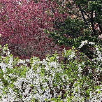 ユキヤナギ♡の画像 by charkunさん | 広い庭と赤紅葉とユキヤナギとイチイの木とユキヤナギ♡と ユキヤナギと今日のお花とイチイ。と紅葉の赤