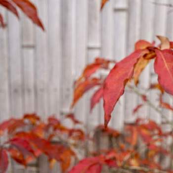 秋本番の画像 by ドネさん | お出かけ先とカメラ散歩と秋本番と散歩とミラーレス一眼と秋の風景とカメラ小僧クラブ