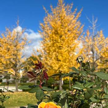 秋景色の画像 by ガブりんさん | お出かけ先と銀杏とバラと秋景色と 紅葉と東公園