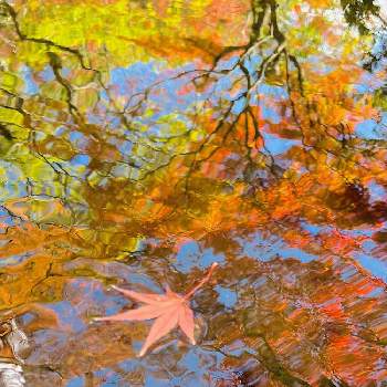 秋景色の画像 by ガブりんさん | お出かけ先ともみじの落ち葉と散歩と秋景色と 紅葉と東公園