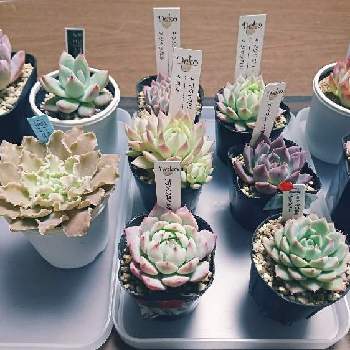 岡山県笠岡市の投稿画像一覧 Greensnap グリーンスナップ