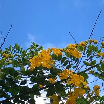 コバノセンナの画像 by あんぱんさん | お出かけ先とコバノセンナと黄色い花♡とよそさまのお庭と道端で♪