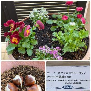 花束植えの投稿画像一覧 Greensnap グリーンスナップ