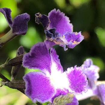 ジュランタ宝塚の投稿画像一覧 Greensnap グリーンスナップ ジュランタ宝塚の投稿画像一覧 Greensnap グリーンスナップ