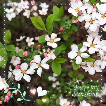 蕾フェチの画像 by まーちゃん ✿さん | お出かけ先と ユキヤナギと今日のお花と蕾フェチ