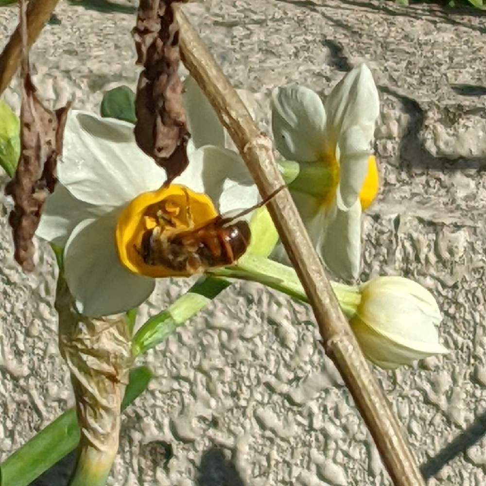 広い庭の画像 by もぐjuhさん | 広い庭とプランターと花色と葉っぱとお顔がこんにちはとGoogle Pixel5とはち　蜂と花いろいろと君も花が好きなのかと元気に育ててますよとしろい花
