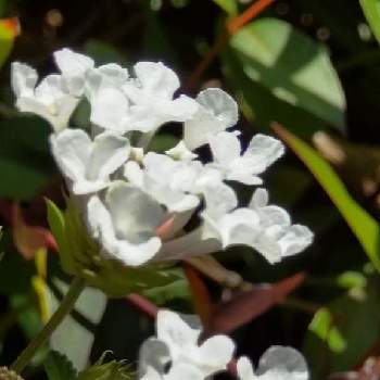 ランタナ 白の投稿画像一覧 Greensnap グリーンスナップ