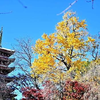 本土寺の画像 by きよぴんさん | お出かけ先と銀杏と本土寺