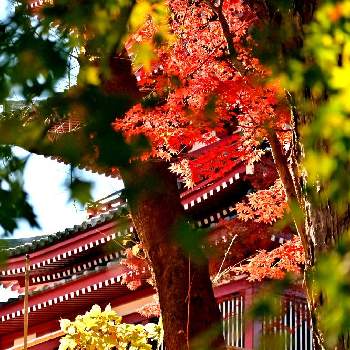 本土寺の画像 by きよぴんさん | お出かけ先と紅葉と本土寺