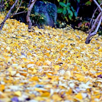 銀杏の落ち葉の画像 by きよぴんさん | お出かけ先と銀杏の落ち葉と本土寺