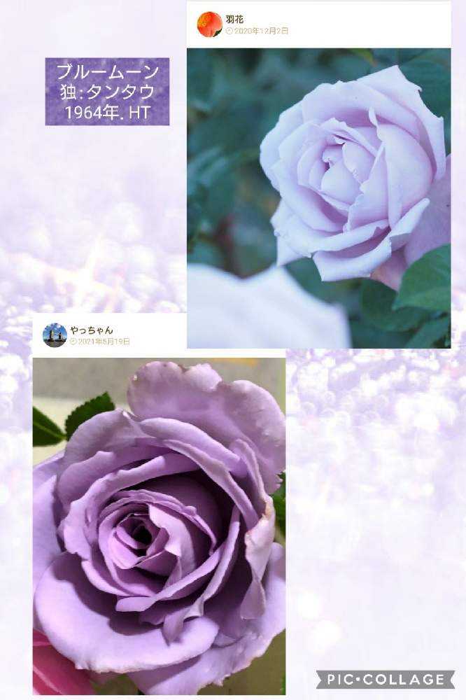 みんなの青薔薇図鑑③【フ〜ホ編】｜🍀GreenSnap（グリーン