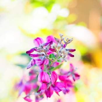 萩の花 の投稿画像一覧 Greensnap グリーンスナップ