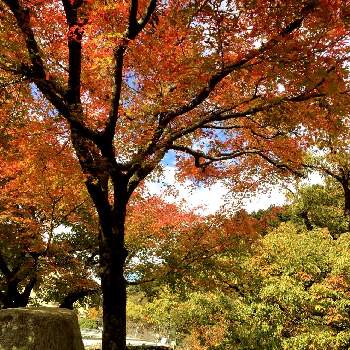 紅葉の季節の画像 by 金平糖さん | お出かけ先と紅葉の季節と秋の散策と深秋と山の紅葉と萌える赤ともみじ紅葉
