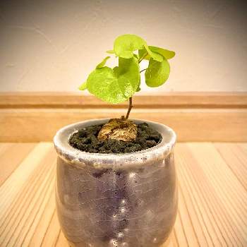 ディオスコレア エレファンティペスの投稿画像一覧 Greensnap グリーンスナップ