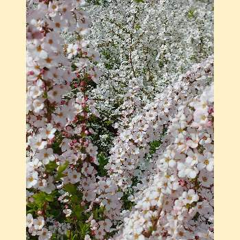 ゆきやなぎの花の画像 by hiroさん | コロナに負けるな‼️と医療関係者に感謝とJuneの会と今日のお花とピンクの花が好きと寺ヶ池公園とゆきやなぎの花