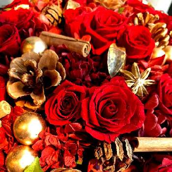 赤いお花,シダーローズ,花のある暮らし,薔薇♪,お散歩の画像