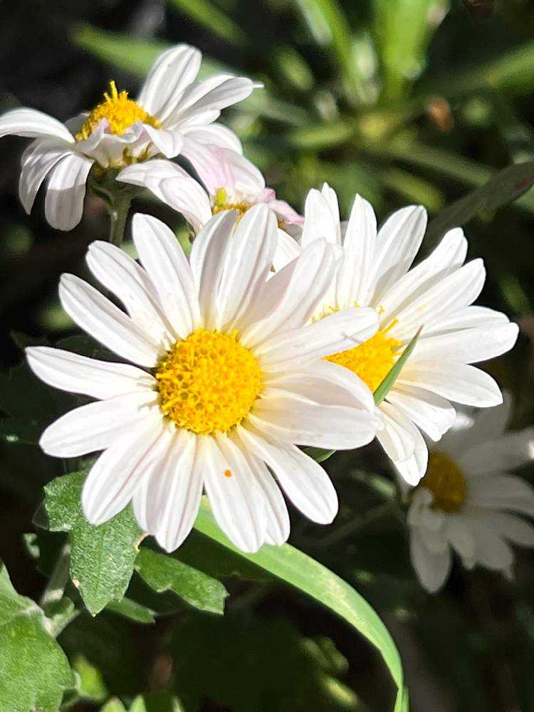 🌼 菊の花の色々🪴 更新版(2021.12.11)見分け方②｜🍀GreenSnap