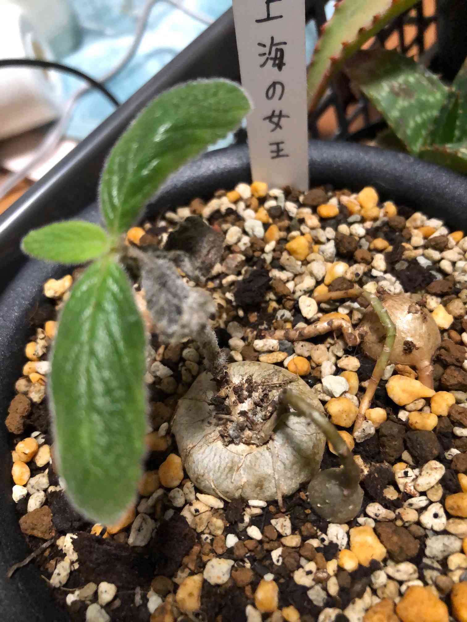 上海の女王(シンニンギア・ツビフローラ)｜🍀GreenSnap（グリーン