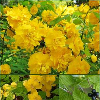 八重山吹 やえやまぶき の投稿画像一覧 Greensnap グリーンスナップ 八重山吹 やえやまぶき の投稿画像一覧 Greensnap グリーンスナップ