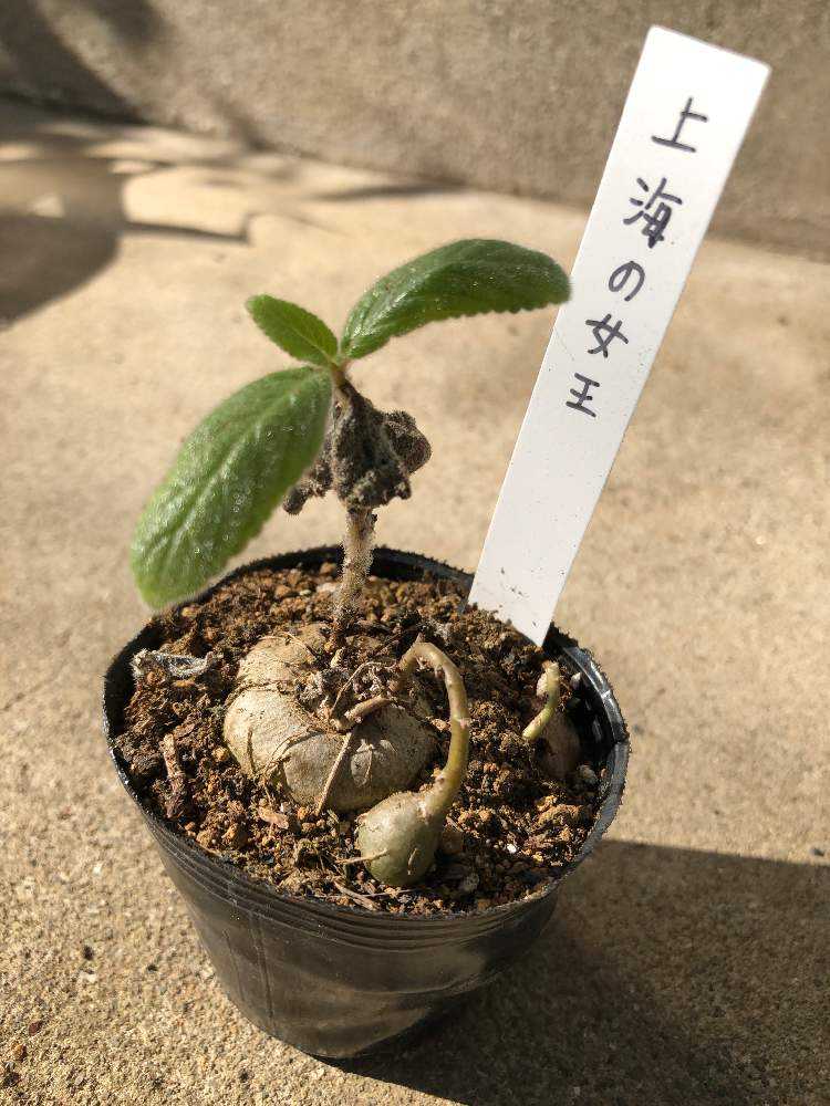 上海の女王(シンニンギア・ツビフローラ)｜🍀GreenSnap（グリーン