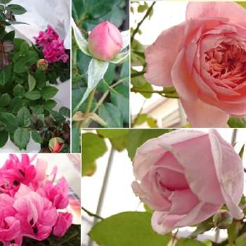 薔薇 バラ ばらの画像 by はるちっちさん | 鉢バラとばら バラ 薔薇とピンクの花とミニバラ鉢植えと見切り品と薔薇 バラ ばらとセレスムルティとバラ 鉢植えとバラ・オールドローズと鉢植えとミニバラを楽しむとミニバラ好きとガーデニングと花のある暮らしと薔薇♪とバラ・ミニバラとバラを楽しむと シクラメンと薔薇ソニアリキエル