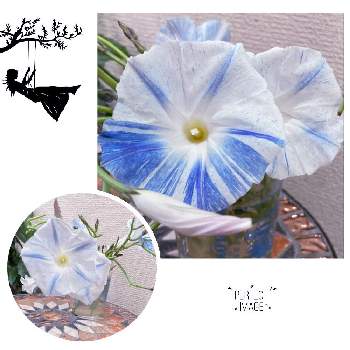 西洋朝顔 フライングソーサーの投稿画像一覧 Greensnap グリーンスナップ