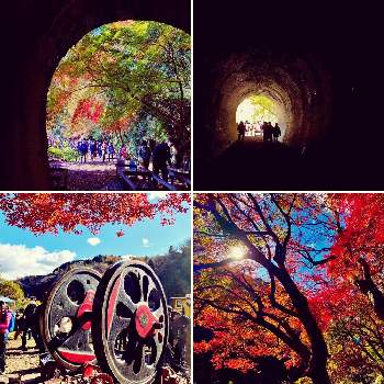 何気ない日常の画像 by 野原宗源さん | お出かけ先と紅葉と日常の風景と樹木と木漏れ日と紅葉（こうよう）とそらと何気ない日常