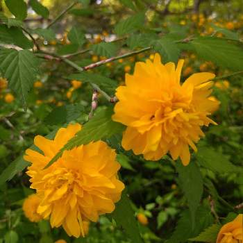 ヤエヤマブキ 八重山吹 の投稿画像一覧 Greensnap グリーンスナップ ヤエヤマブキ 八重山吹 の投稿画像一覧 Greensnap グリーンスナップ