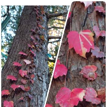 つたの葉の画像 by ゴン母さん | お出かけ先とつたの葉と秋の色