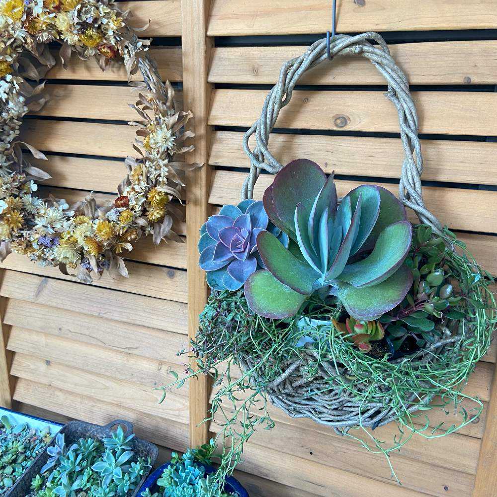 蔓を使って籠を編みます🧺｜🍀GreenSnap（グリーンスナップ）