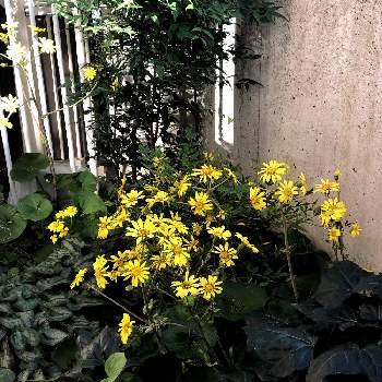 ツワブキの花の画像 by curlG3さん | ツワブキの花と黄色い花