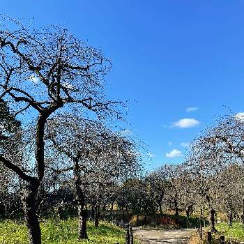 梅林公園の画像 by カナさん | お出かけ先とうめのはなと梅林公園と梅の木。