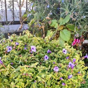 トレニア コンカラーの投稿画像一覧 Greensnap グリーンスナップ