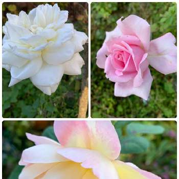 優しいの画像 by anne♪さん | 広い庭とピンクラスターとオールドローズとホワイトプリンスと可愛い♥️と癒されると赤い花と秋薔薇とピンク色の花と白い花と優しい