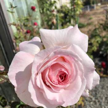 バラ　G.D.ルイーズの画像 by kazuさん | 小さな庭とバラ　G.D.ルイーズと薔薇と地植えと良い香りとコルデス