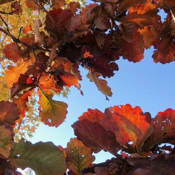 秋空の画像 by かげさゆさん | 枯葉と樹木と富山支部と葉っぱと秋空とチバリーヒルズ