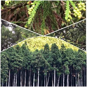樹木 杉の木の画像 by みちさん | お出かけ先と青空とコラボ♡と山里と花粉症と背の高い木と樹木 杉の木