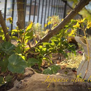 石蕗の花 つわのはな の投稿画像一覧 Greensnap グリーンスナップ