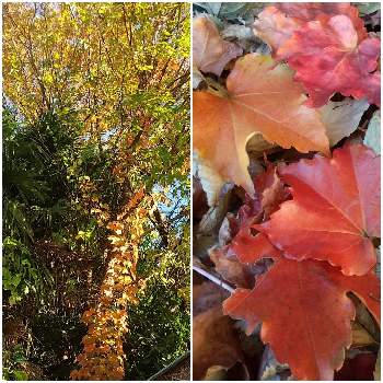 つたの葉の画像 by leafさん | つたの葉とご近所散歩