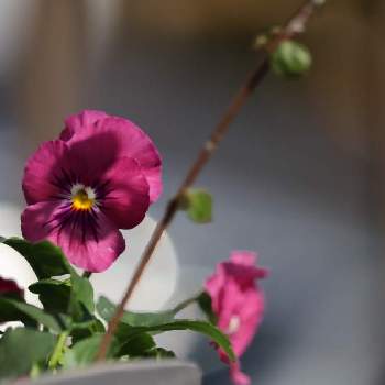 花の色が変化の画像 by SNOOPYさん | 小さな庭とビオラ きまぐれロージーと茉夕花にささぐと庭の花とおうち園芸と花の色が変化とDear violetと素敵な出会いに感謝とGo✿to✿flower
