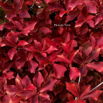 秋の気配の画像 by Norioさん | お出かけ先とドウダンツツジ✨とGS映えと秋の気配と紅葉（こうよう）とお散歩