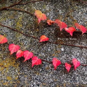 秋の気配の画像 by Norioさん | お出かけ先とお寺とGS映えと秋の気配と紅葉（こうよう）とツタとお散歩