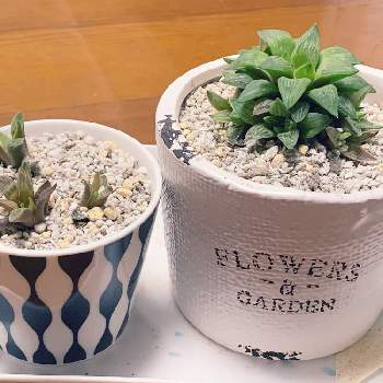 ハオルチア 花鏡の投稿画像一覧 Greensnap グリーンスナップ