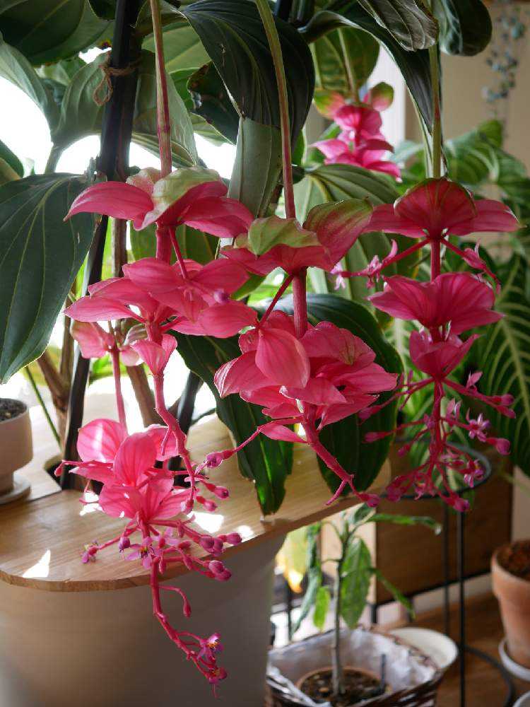 メディニラマグニフィカ ピンク大苗 メディニラマグニフィカ 大苗